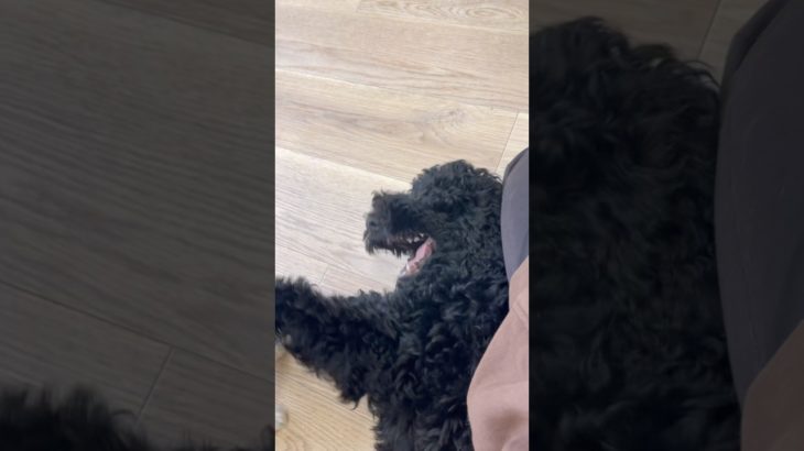 😆💙 #20260111おうちホテル#ペットホテル#ケージフリー#静岡県袋井市 #ワンコワークス#大型犬#小型犬#中型犬#犬のいる暮らし#イヌバーシティ