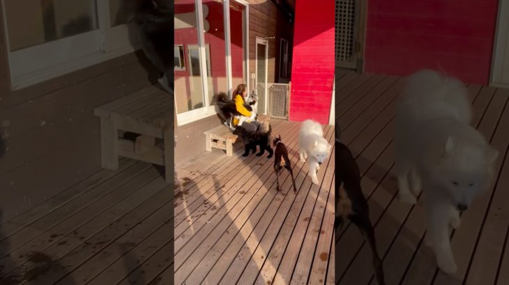 🎀 #20260113おうちホテル#ペットホテル#ケージフリー#静岡県袋井市 #ワンコワークス#大型犬#小型犬#中型犬#犬のいる暮らし#イヌバーシティ