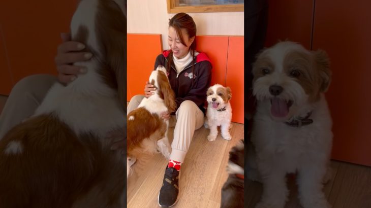 なでなで〜🫶 #20260114おうちホテル#ペットホテル#ケージフリー#静岡県袋井市 #ワンコワークス#大型犬#小型犬#中型犬#犬のいる暮らし#イヌバーシティ