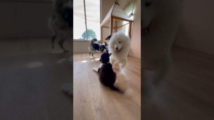 あそぼ〜🐾 #20260120おうちホテル#ペットホテル#ケージフリー#静岡県袋井市 #ワンコワークス#大型犬#小型犬#中型犬#犬のいる暮らし#イヌバーシティ