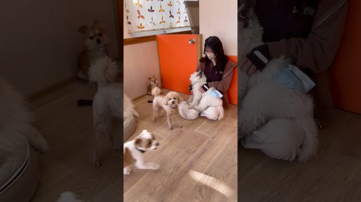 🐶💓 #20260121おうちホテル#ペットホテル#ケージフリー#静岡県袋井市 #ワンコワークス#大型犬#小型犬#中型犬#犬のいる暮らし#イヌバーシティ