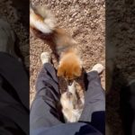 ここでご挨拶？🤭 #20260122おうちホテル#ペットホテル#ケージフリー#静岡県袋井市 #ワンコワークス#大型犬#小型犬#中型犬#犬のいる暮らし#イヌバーシティ