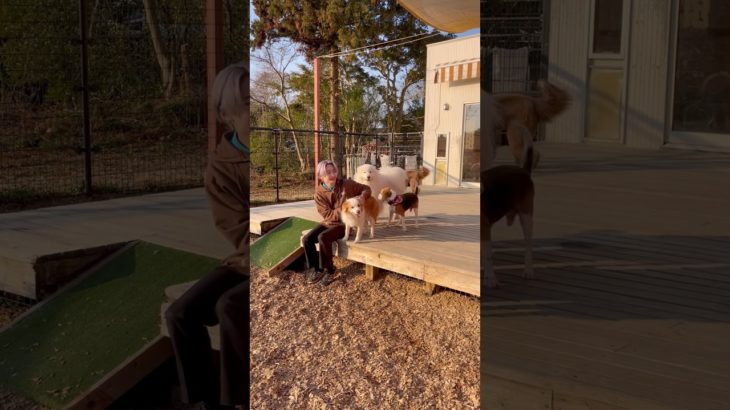 おはよ〜☀️🐕🐩 #20260124おうちホテル#ペットホテル#ケージフリー#静岡県袋井市 #ワンコワークス#大型犬#小型犬#中型犬#犬のいる暮らし#イヌバーシティ