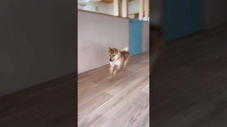 ダッシュ💨 #20260125おうちホテル#ペットホテル#ケージフリー#静岡県袋井市 #ワンコワークス#大型犬#小型犬#中型犬#犬のいる暮らし#イヌバーシティ