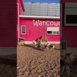 楽しいね✨✨ #20260126おうちホテル#ペットホテル#ケージフリー#静岡県袋井市 #ワンコワークス#大型犬#小型犬#中型犬#犬のいる暮らし#イヌバーシティ