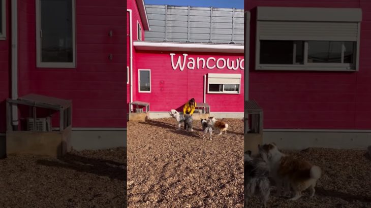 楽しいね✨✨ #20260126おうちホテル#ペットホテル#ケージフリー#静岡県袋井市 #ワンコワークス#大型犬#小型犬#中型犬#犬のいる暮らし#イヌバーシティ