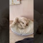 まったりワシャワシャ☁️ #20260126おうちホテル#ペットホテル#ケージフリー#静岡県袋井市 #ワンコワークス#大型犬#小型犬#中型犬#犬のいる暮らし#イヌバーシティ