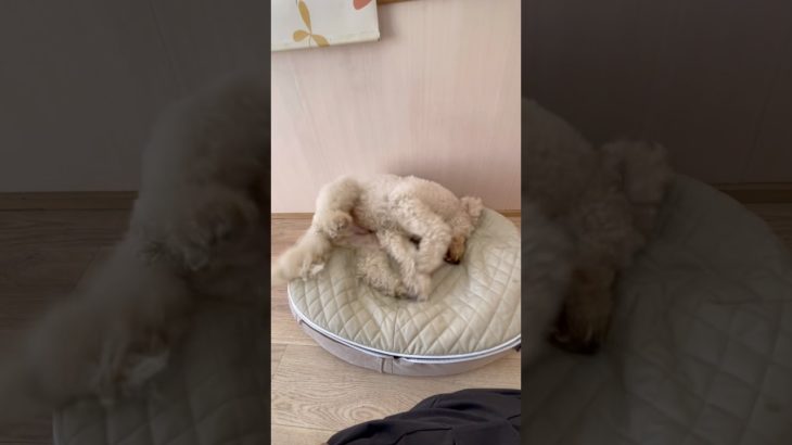 まったりワシャワシャ☁️ #20260126おうちホテル#ペットホテル#ケージフリー#静岡県袋井市 #ワンコワークス#大型犬#小型犬#中型犬#犬のいる暮らし#イヌバーシティ