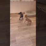 仲良し💘 #20260128おうちホテル#ペットホテル#ケージフリー#静岡県袋井市 #ワンコワークス#大型犬#小型犬#中型犬#犬のいる暮らし#イヌバーシティ