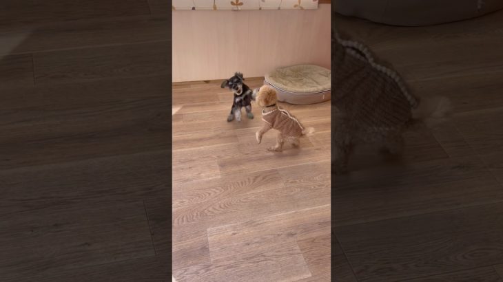 仲良し💘 #20260128おうちホテル#ペットホテル#ケージフリー#静岡県袋井市 #ワンコワークス#大型犬#小型犬#中型犬#犬のいる暮らし#イヌバーシティ