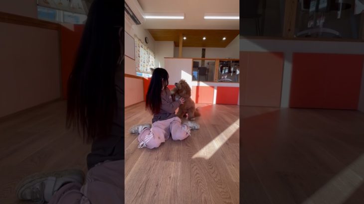 尻尾ふりふり🐶 #20260129おうちホテル#ペットホテル#ケージフリー#静岡県袋井市 #ワンコワークス#大型犬#小型犬#中型犬#犬のいる暮らし#イヌバーシティ