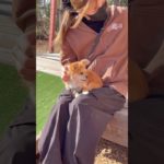 お膝満喫😊💞 #20260130おうちホテル#ペットホテル#ケージフリー#静岡県袋井市 #ワンコワークス#大型犬#小型犬#中型犬#犬のいる暮らし#イヌバーシティ