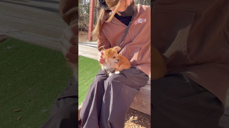 お膝満喫😊💞 #20260130おうちホテル#ペットホテル#ケージフリー#静岡県袋井市 #ワンコワークス#大型犬#小型犬#中型犬#犬のいる暮らし#イヌバーシティ