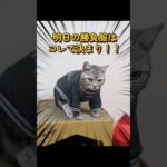 ペット博 横浜2026に遊びに行くため準備をする猫#shorts #猫 #cat #ペット博 #ペット服
