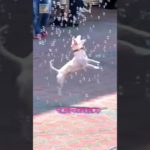 賢い小さな犬 (パート 21)