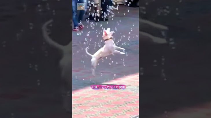 賢い小さな犬 (パート 21)