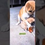 賢い小さな犬 (パート 23)