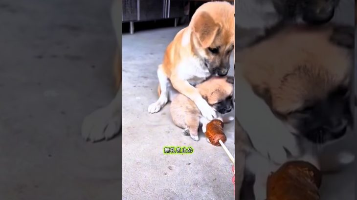 賢い小さな犬 (パート 23)