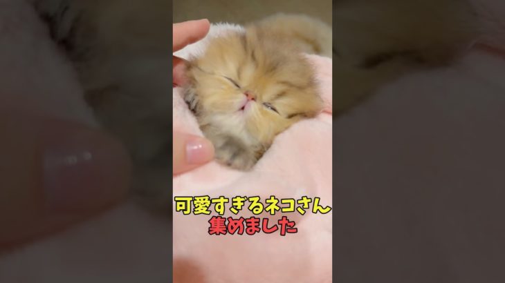 絶対「今年もがんばるか…」ってなる猫映像#猫　#猫のいる暮らし　#猫動画　#ねこ　#可愛い　#かわいい　#可愛すぎる　#2ch　#癒し　#ペット　#動物　#2ch 　#shorts
