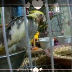 3　オカメインコがどんどん成長します。＃フィリピン移住ペット生活