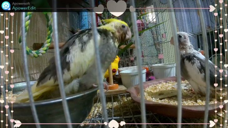3　オカメインコがどんどん成長します。＃フィリピン移住ペット生活