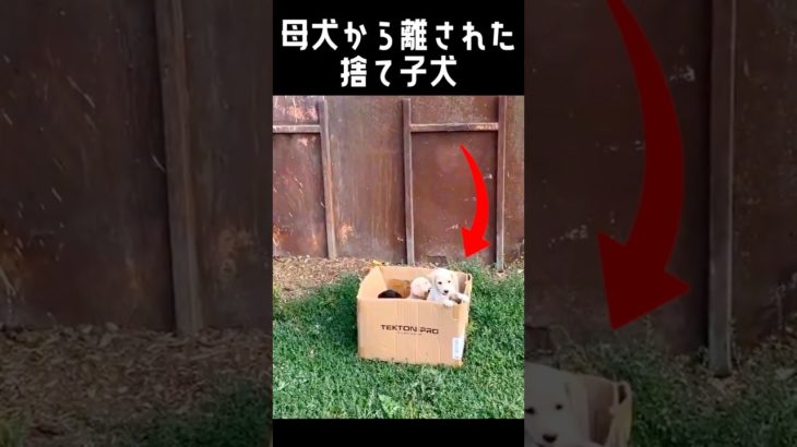 シェルターの前に捨てられた4匹の子犬が..！#動物保護 #捨て犬 #dog