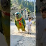 A Giant Parrot Walking Like a Pet in Swat Valley 😱🦜 | Real Phone Footage