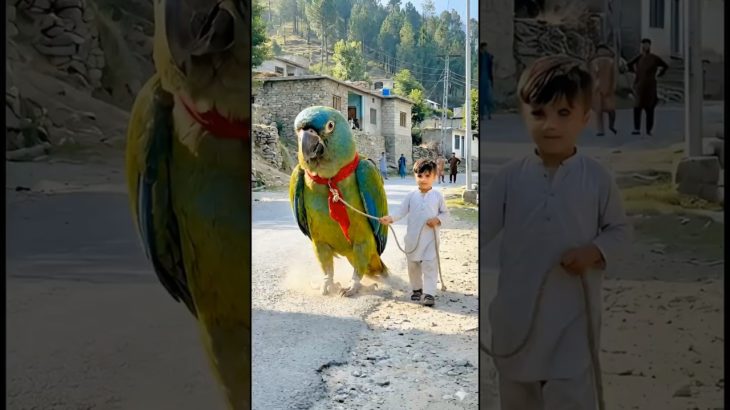 A Giant Parrot Walking Like a Pet in Swat Valley 😱🦜 | Real Phone Footage