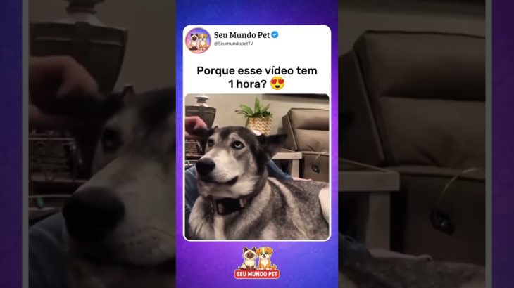 A expressão dele diz tudo 😂 #pet #pets #cachorrosengraçados #gato #brasil #animaisengraçados