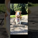 AI初心者がGeminiで遊んでみた🐈#ai #aiペット #猫 #馬 #かわいい #もんちゃん #cat #ねこ #猫のいる暮らし #cutecat #2026