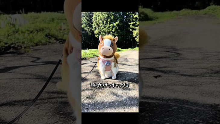 AI初心者がGeminiで遊んでみた🐈#ai #aiペット #猫 #馬 #かわいい #もんちゃん #cat #ねこ #猫のいる暮らし #cutecat #2026