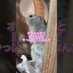 Amazon紙とあずき😅　#リチャードソンジリス #ペット #リス #かわいい