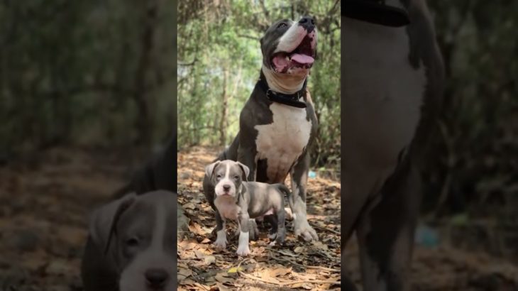 American pit bull puppy available #pets #pet