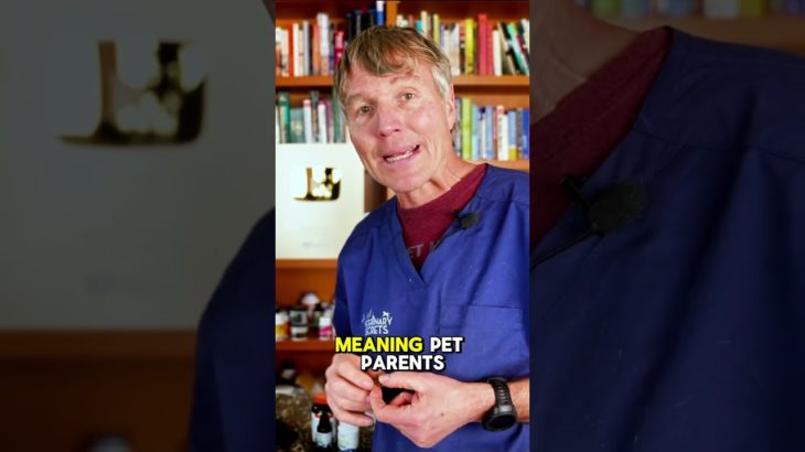 Apoquel Overdose Risks: What Pet Parents Need to Know #apoquel #apoqueltoxicity #petpoisonhelpline