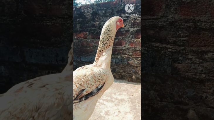 Aseel murga 😠😈#viralvideo #chicken #roosterfarm #pet #birds #swataseels #shortvideo #shorts
