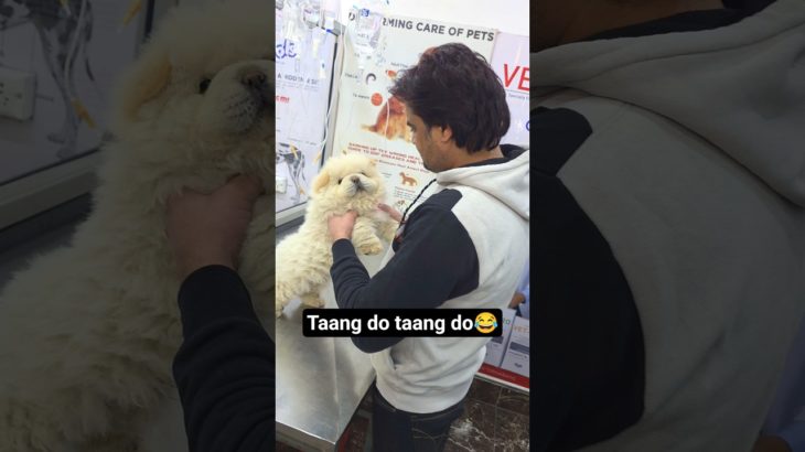 Asian pet hospital Moradabad 😍 | momo ka routine check up #shorts