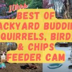 Best of Backyard Buddies Cat & Pet TV: 10hr Squirrel, Bird & Chipmunk Feeder Cam