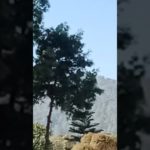 Bhajan,💐jiska sathi murli wala#bhaktisong #shortvideo #ytshorts #nature #beauty