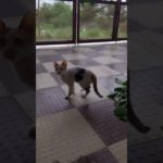 #Cat Lover’s #Animal Lover’s #Abhi to khelne ka time hai #Pet Lover’s #viral shorts #ytshortsindia 🐈