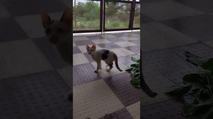 #Cat Lover’s #Animal Lover’s #Abhi to khelne ka time hai #Pet Lover’s #viral shorts #ytshortsindia 🐈