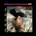 Cats funny moment 🥰🐱 #exlittlebeans #funny_cats #cat #funny_videos