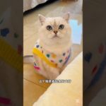 Chota vs bara ghar.#shorts#pet