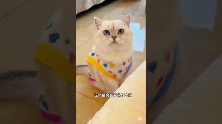 Chota vs bara ghar.#shorts#pet