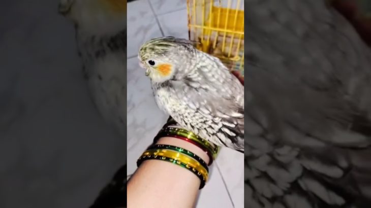 Cockatiels bird 🦜| మా ఇంటికి వచ్చిన కొత్త అతిధి పేరు ఏంటో తెలుసా|pet bird 🐦🕊️
