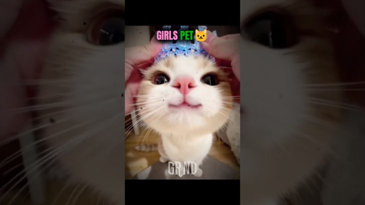 Comment what your pet☠️ #cat #pets #cute #aura #trollface