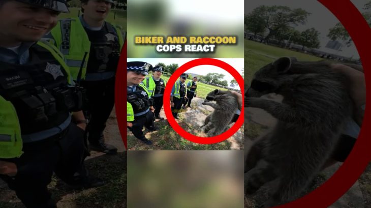 Cops Reacts to Biker’s Pet Raccoon