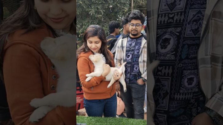 Cute puppy ❣️🔥| galiff street kolkata | serampore pet market #dog #shorts #pets #goldenretriever