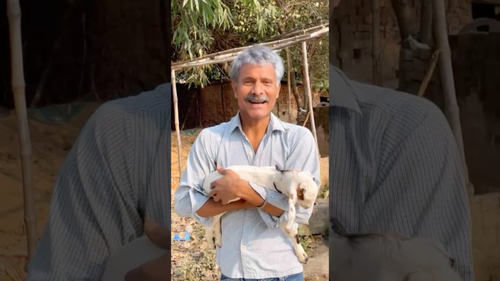 Desi family pet be like😂😱lindian family 😅#shorts #indian #comedy #relatable#chotabhai #goat#funny