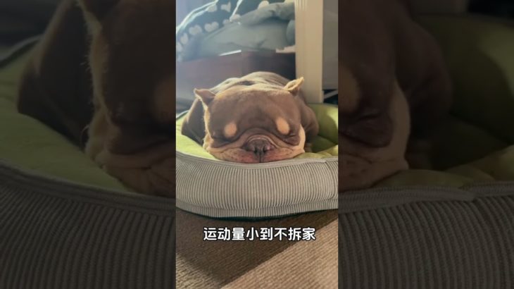 Do you have such a friend around you#Pet science popularization#Look at your cute