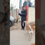 भूखे डॉग की सेवा | Dog ka Favourit | Food | Pet Vlog in Hindi | shorts  | Ranchhod vlog